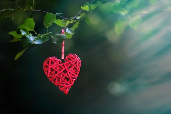 Hermoso Corazón Rojo Decorativo Una Rama Árbol Sobre Fondo Borroso — Foto de Stock