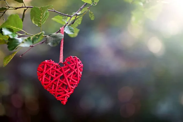 Gyönyörű Piros Dekoratív Szív Egy Faágon Homályos Háttérrel Valentin Nap — Stock Fotó