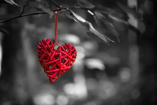 Mooi Rood Decoratief Hart Een Boomtak Een Wazige Achtergrond Valentijnsdag — Stockfoto