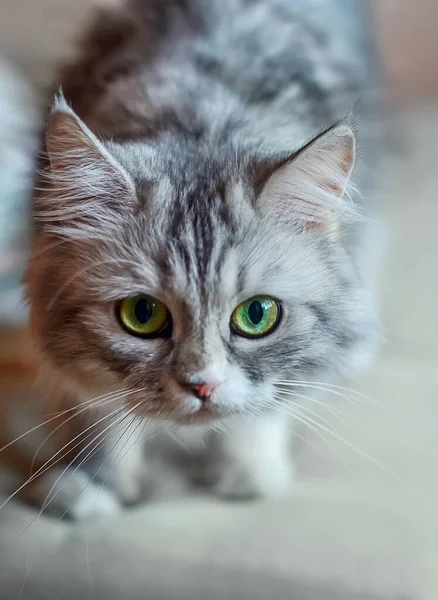 Gray Siberian Cat Green Eyes — Stock Photo, Image