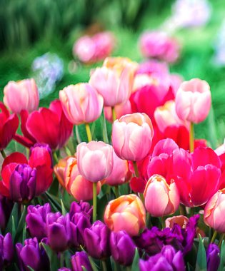 Çok renkli bahar çiçekleri, seçici odaklı laleler. Çiçek arkaplanı