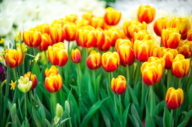 Çiçek çayırında kırmızı-sarı laleler