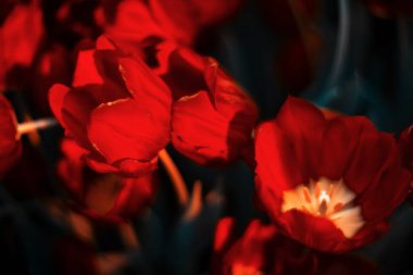 Çiçek çayırında portakal çiçeği laleleri. Seçici odak