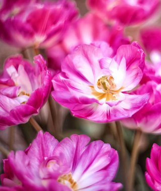 Bulanık arkaplanda kırmızı laleler