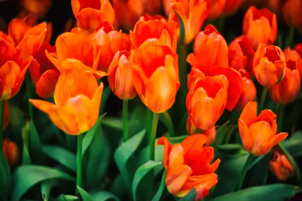Orange flowers tulips on a flower meadow. Selective focus