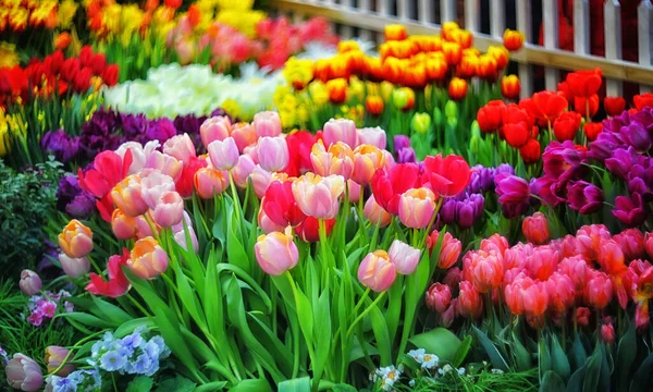 Multicolored spring flowers - tulips with selective focus. Flower background