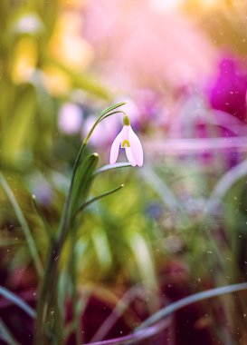 İlk bahar çiçeği bulanık bir zemindeki kar damlasıdır. Bahar arkaplanı