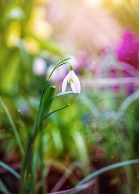İlk bahar çiçeği bulanık bir zemindeki kar damlasıdır. Bahar arkaplanı