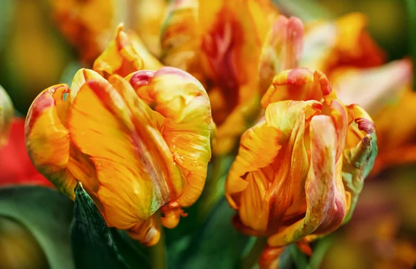 Rainbow Parrot Tulip Heads - New Parrot Tulip with selective focus. Colorful flower background