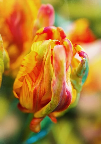 Rainbow Parrot Tulip Heads - New Parrot Tulip with selective focus. Colorful flower background