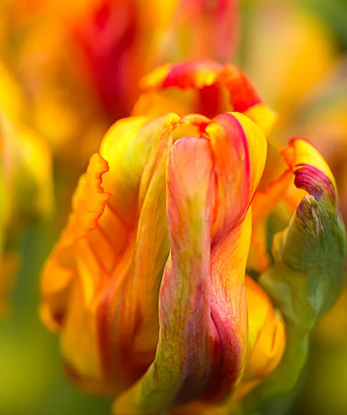 Rainbow Parrot Tulip Heads - New Parrot Tulip with selective focus. Colorful flower background