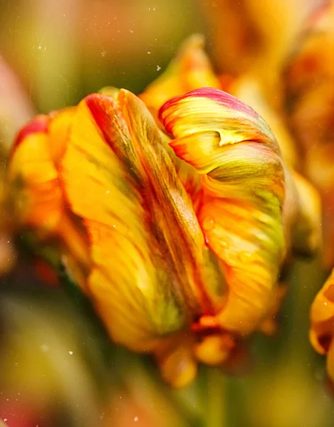 Rainbow Parrot Tulip Heads - New Parrot Tulip with selective focus. Colorful flower background