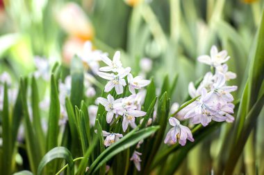 Bulanık arkaplanda beyaz ilkbahar çiçekleri