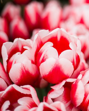 Kırmızı ve beyaz lalelerin güzel bulanık çiçek arkaplanı.