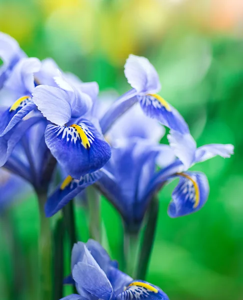 Schöne Blaue Schwertlilien Auf Einem Verschwommenen Grünen Hintergrund Frühlingsstimmung — Stockfoto