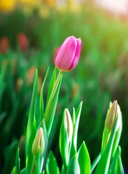 美丽的粉红郁金香 在阳光明媚的天气里 在朦胧的背景下 在草地上 — 图库照片