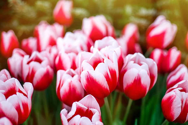 Schöne Verschwommene Florale Hintergrund Von Roten Und Weißen Tulpen — Stockfoto