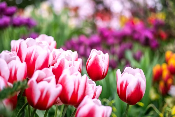 Schöne Verschwommene Florale Hintergrund Von Roten Und Weißen Tulpen — Stockfoto
