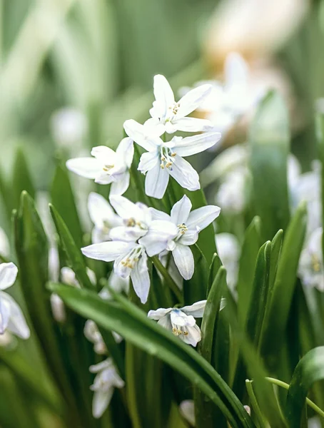 在朦胧的背景上的白色初春花朵 图库图片