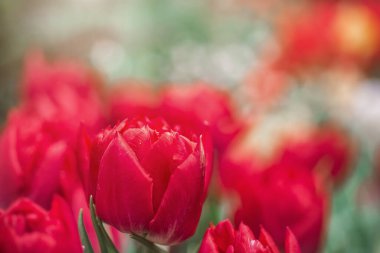 Bulanık arka planda güzel pembe laleler. Çiçek arkaplanı