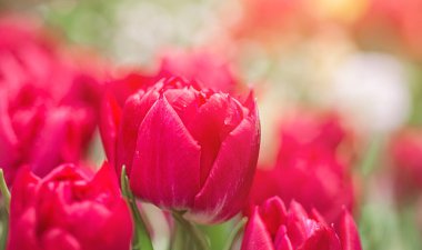 Bulanık arka planda güzel pembe laleler. Çiçek arkaplanı