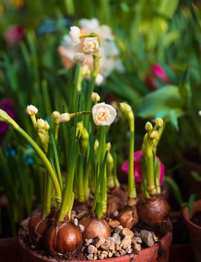 Bulanık arka planda ampullerle açan bahar çiçekleri