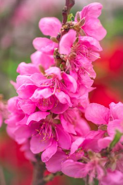 bulanık arkaplanda çiçek açan sakura dalı