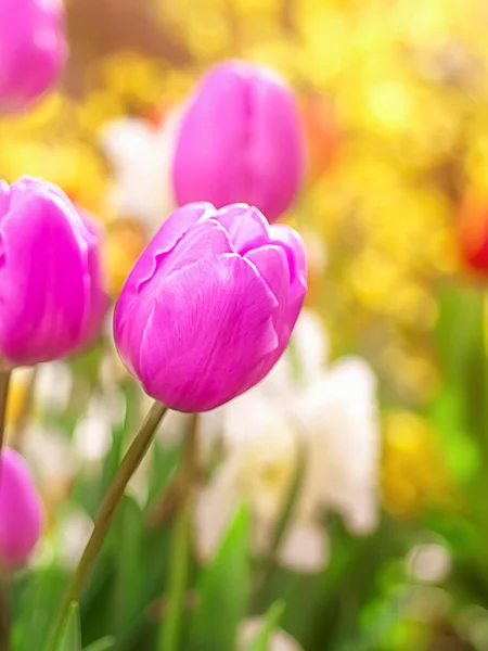 在模糊的背景上美丽的粉色郁金香 植物背景 — 图库照片