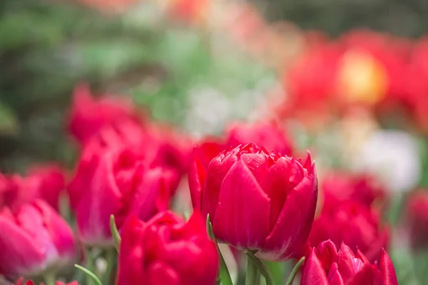 背景がぼやけて美しいピンクのチューリップ 花の背景 ロイヤリティフリーのストック写真