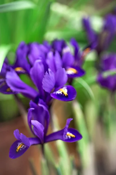 Beautiful Blue Irises Blurred Green Natural Background Spring Mood — Stock Photo, Image