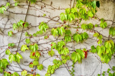 Doğal arkaplan. Duvar, genç üzümlerle doludur. Yeşil yapraklı sarmaşıklar.