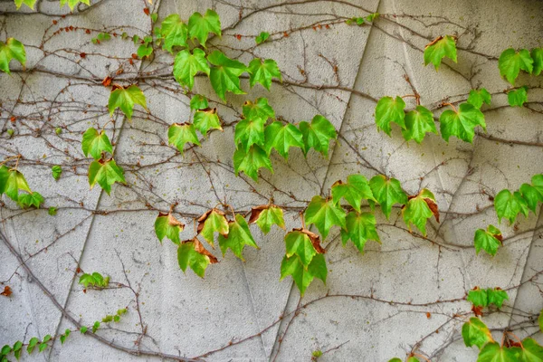 Fondo Natural Pared Está Entrelazada Con Uvas Doncellas Con Vinos —  Fotos de Stock