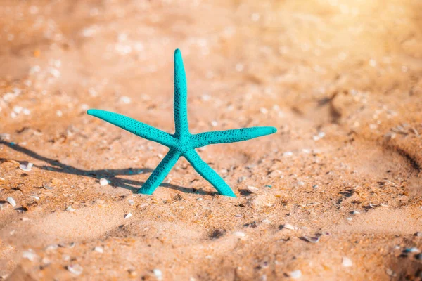 Blue Starfish Sandy Beach Top View Sea Background — Stok fotoğraf