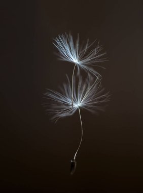 Karahindiba tohumları bulanık bir arkaplanda karahindibanın yanında uçar. Doğal makro arkaplan