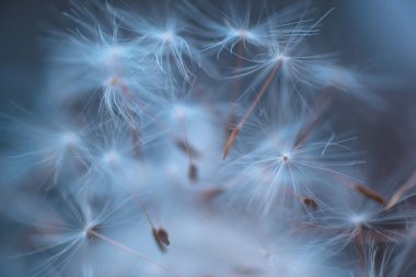 Karahindiba tohumları soyut doğal arka plan yakın plan