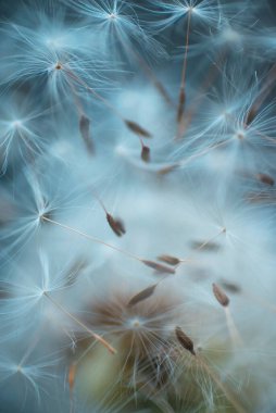 Karahindiba tohumları soyut doğal arka plan yakın plan