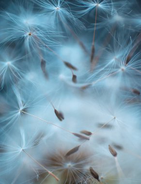 Karahindiba tohumları soyut doğal arka plan yakın plan