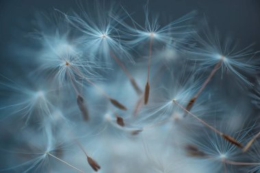 Karahindiba tohumları soyut doğal arka plan yakın plan