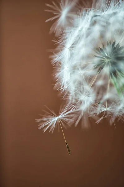 Las Semillas Diente León Vuelan Cerca Del Diente León Sobre —  Fotos de Stock