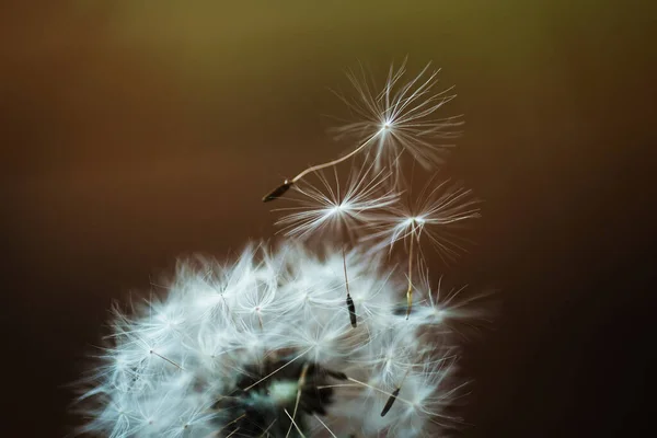 Las Semillas Diente León Vuelan Cerca Del Diente León Sobre —  Fotos de Stock