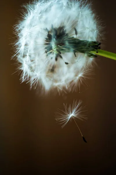 Las Semillas Diente León Vuelan Cerca Del Diente León Sobre —  Fotos de Stock