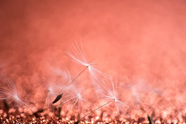 Fond Flou Avec Belles Graines Bokeh Beige Rose Pissenlit Flou — Photo