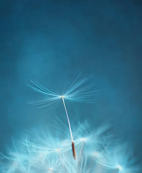 Gros Plan Graines Pissenlit Sur Une Feuille Fond Naturel — Photo