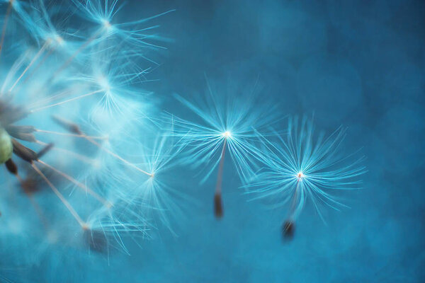 Blurred background Dandelion seeds close up abstract natural background