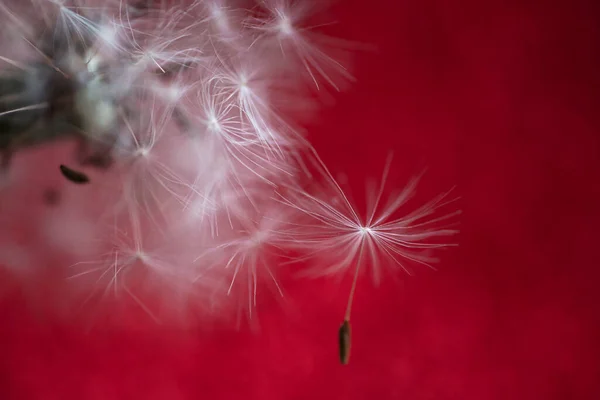 Les Graines Pissenlit Volent Près Pissenlit Sur Fond Rouge Flou — Photo