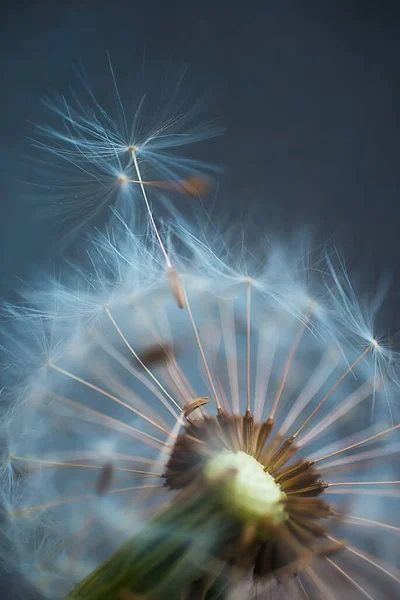 Fond Flou Les Graines Pissenlit Rapprochent Fond Naturel Abstrait — Photo