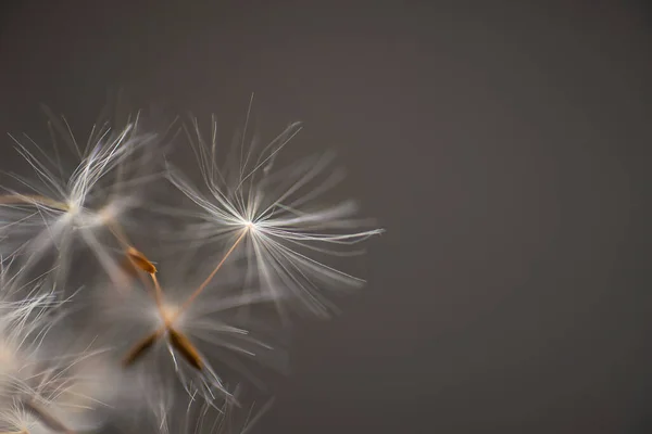 Semillas Diente León Aéreas Blancas Sobre Fondo Azul —  Fotos de Stock