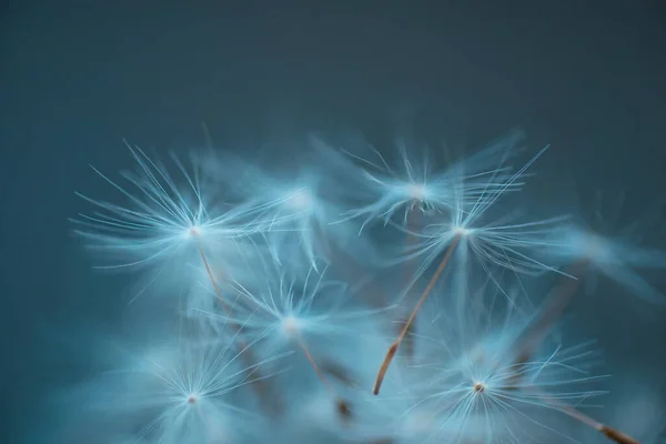 Semillas Diente León Aéreas Blancas Sobre Fondo Azul —  Fotos de Stock