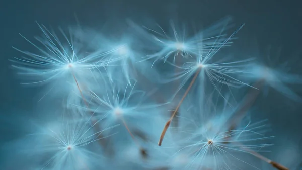 Dandelion Seeds Close Abstract Natural Background — Stock Photo, Image