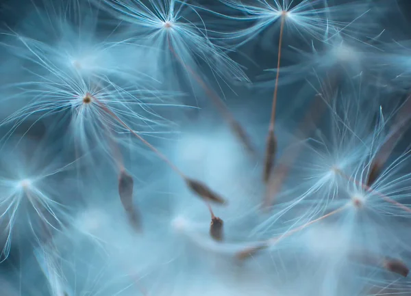 Dandelion Seeds Close Abstract Natural Background — Stock Photo, Image